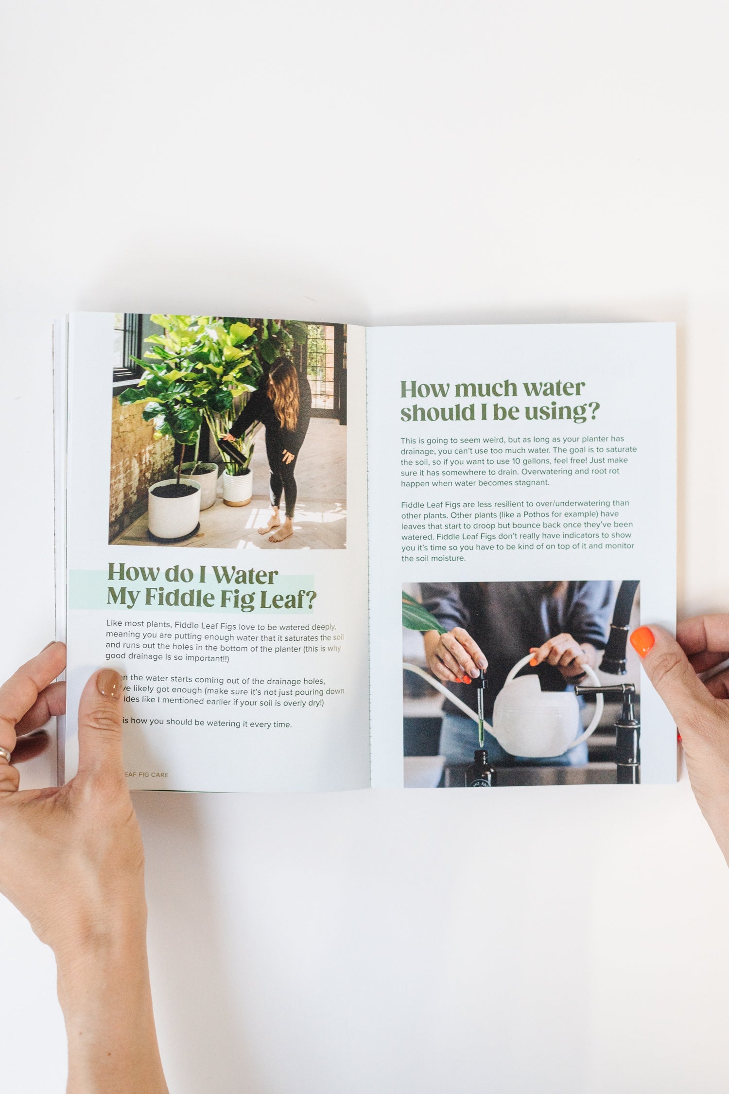 Plant Guides