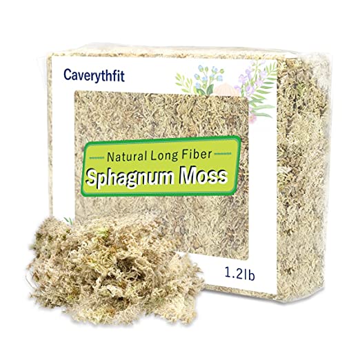 Spagnum Moss