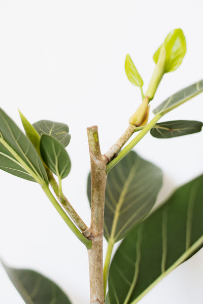 How To Make Your Ficus Branch