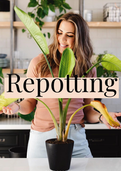 Repotting 101