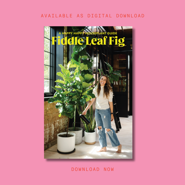 paprika for fiddle leaf fig Fiddle Leaf Fig Guide