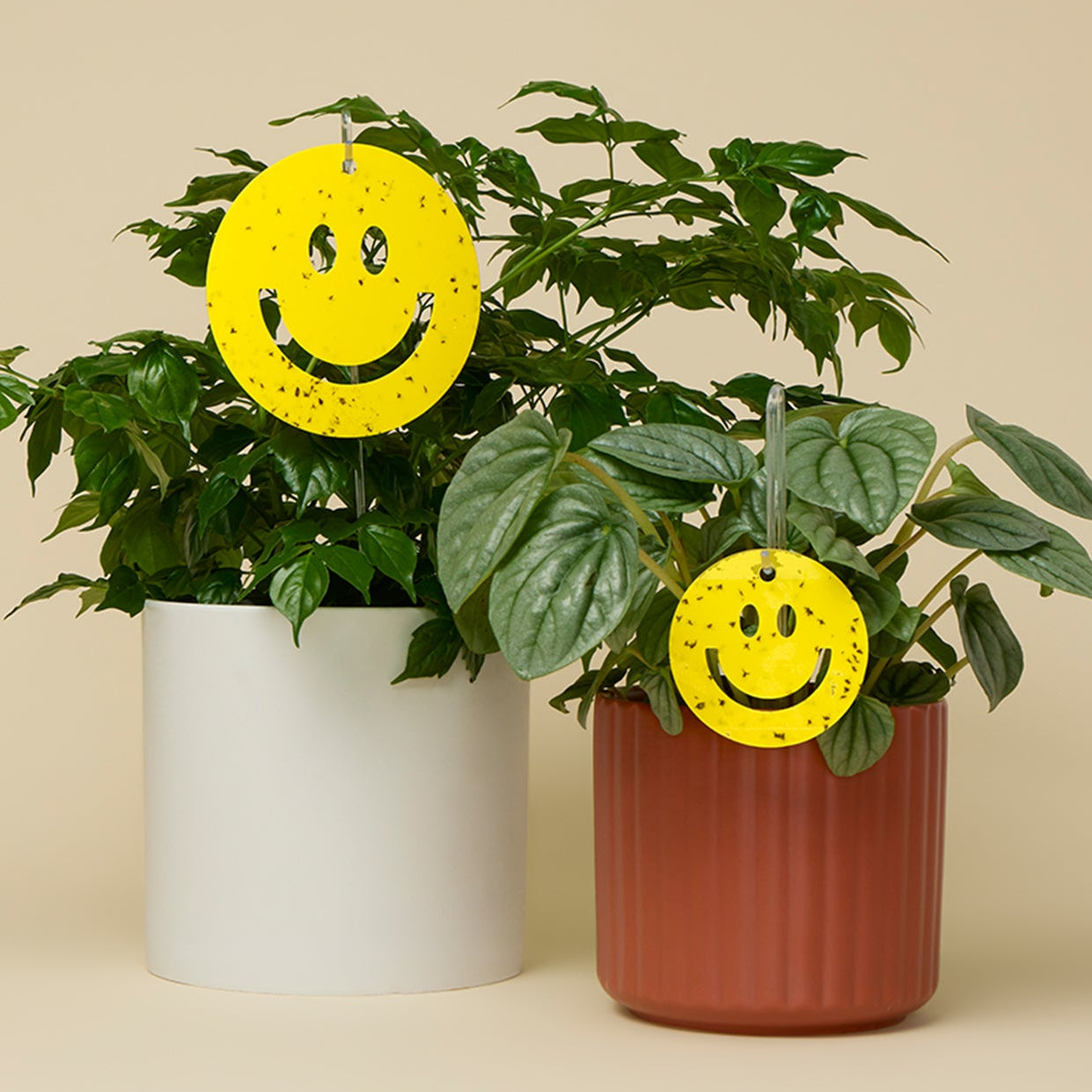 Killer Smiles