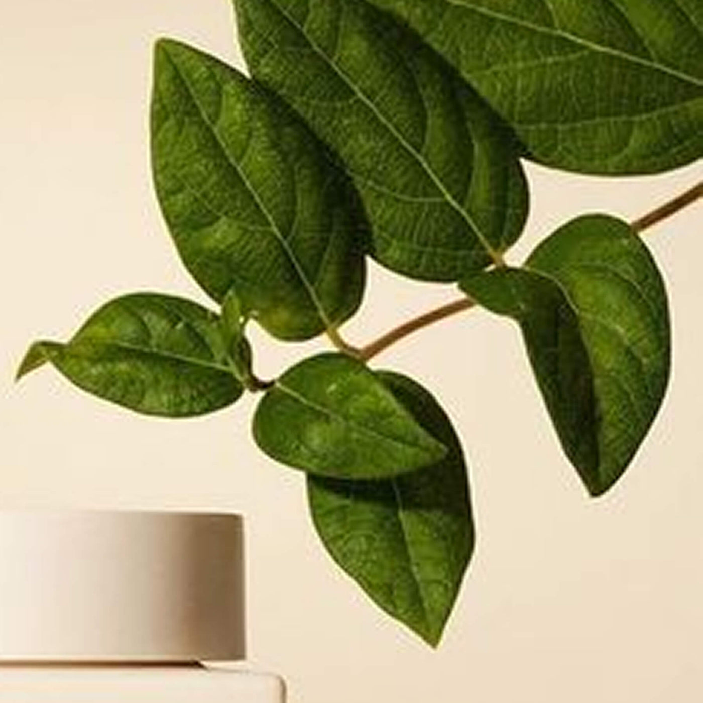 Leaf Cleanse
