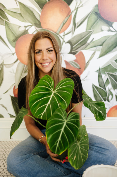 Gloriosum Surprise Plant Society Bundle - Happy Happy Houseplant