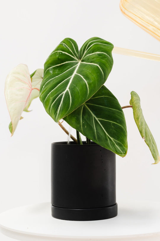 Plants Happy Happy Houseplant