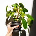 Happy Plant Tats Temporary Tattoos - Happy Happy Houseplant