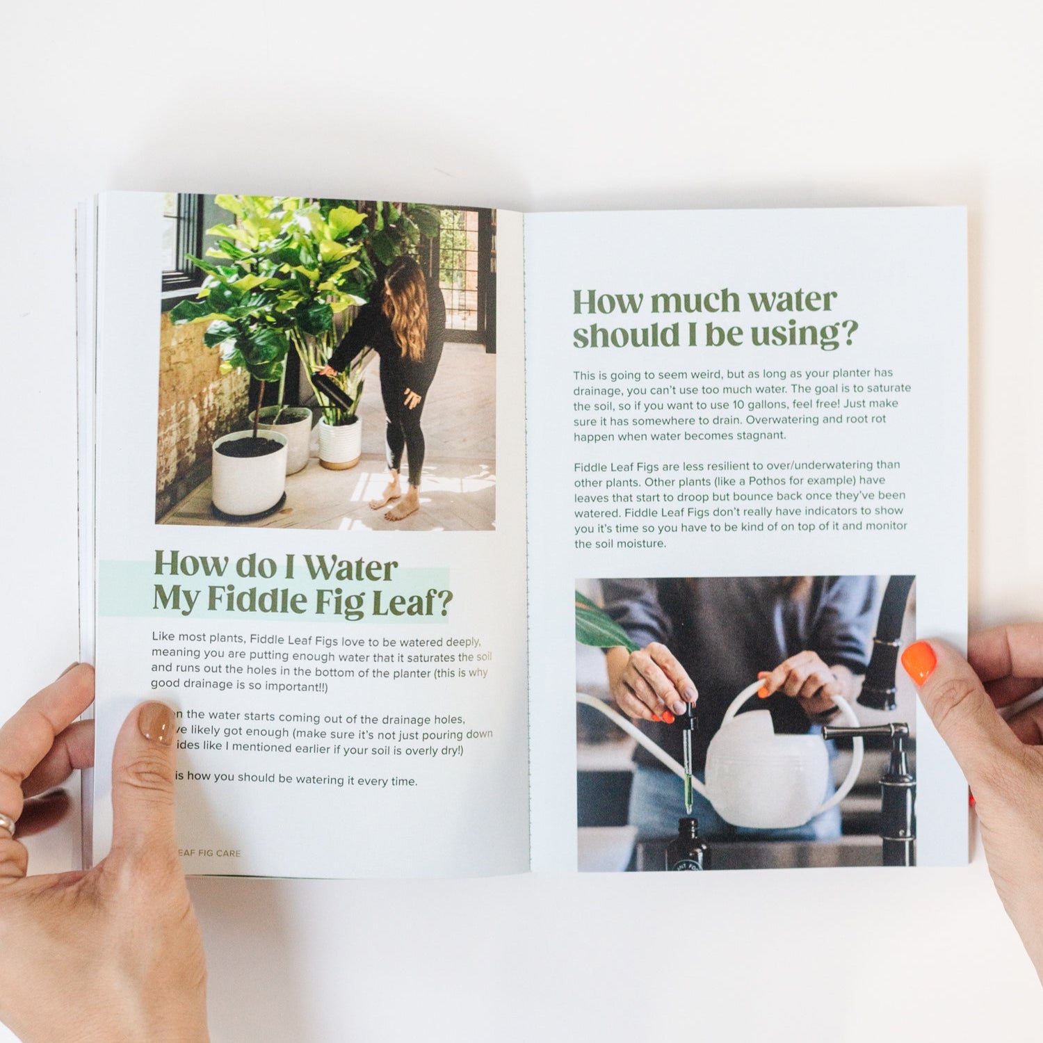 Fiddle Leaf Fig Guide - Happy Happy Houseplant