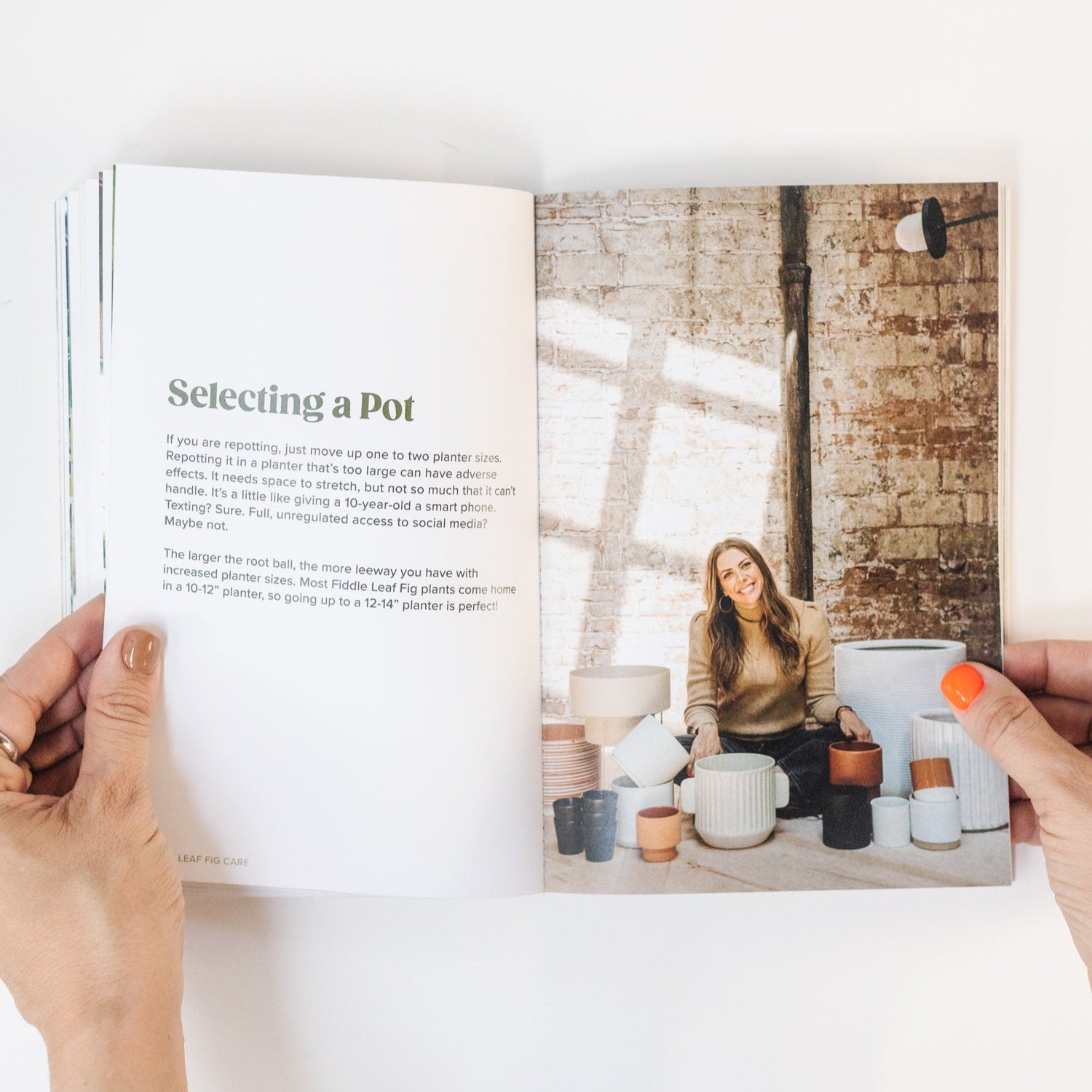 Fiddle Leaf Fig Guide - Happy Happy Houseplant