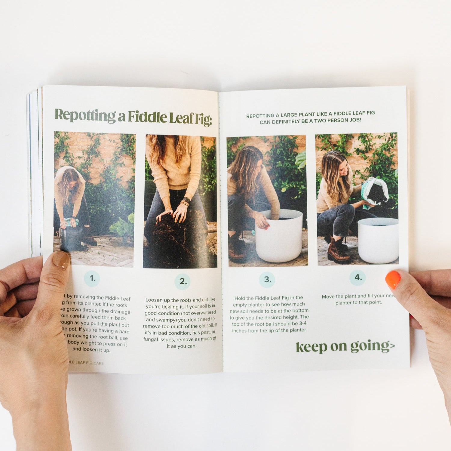Fiddle Leaf Fig Guide - Happy Happy Houseplant