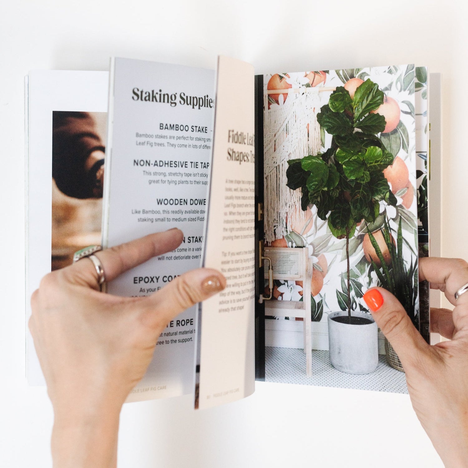 fiddle leaf fig stake Fiddle Leaf Fig Guide