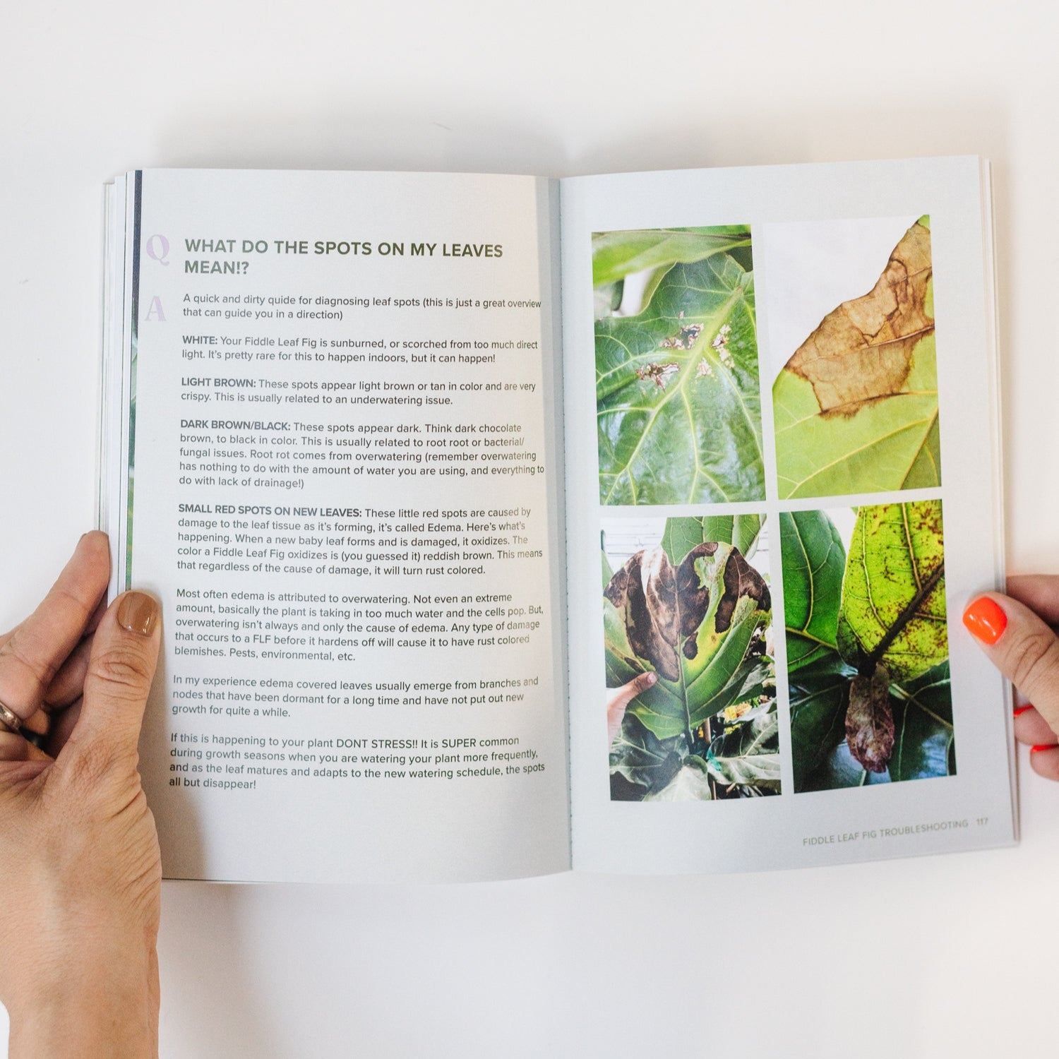Fiddle Leaf Fig Guide - Happy Happy Houseplant