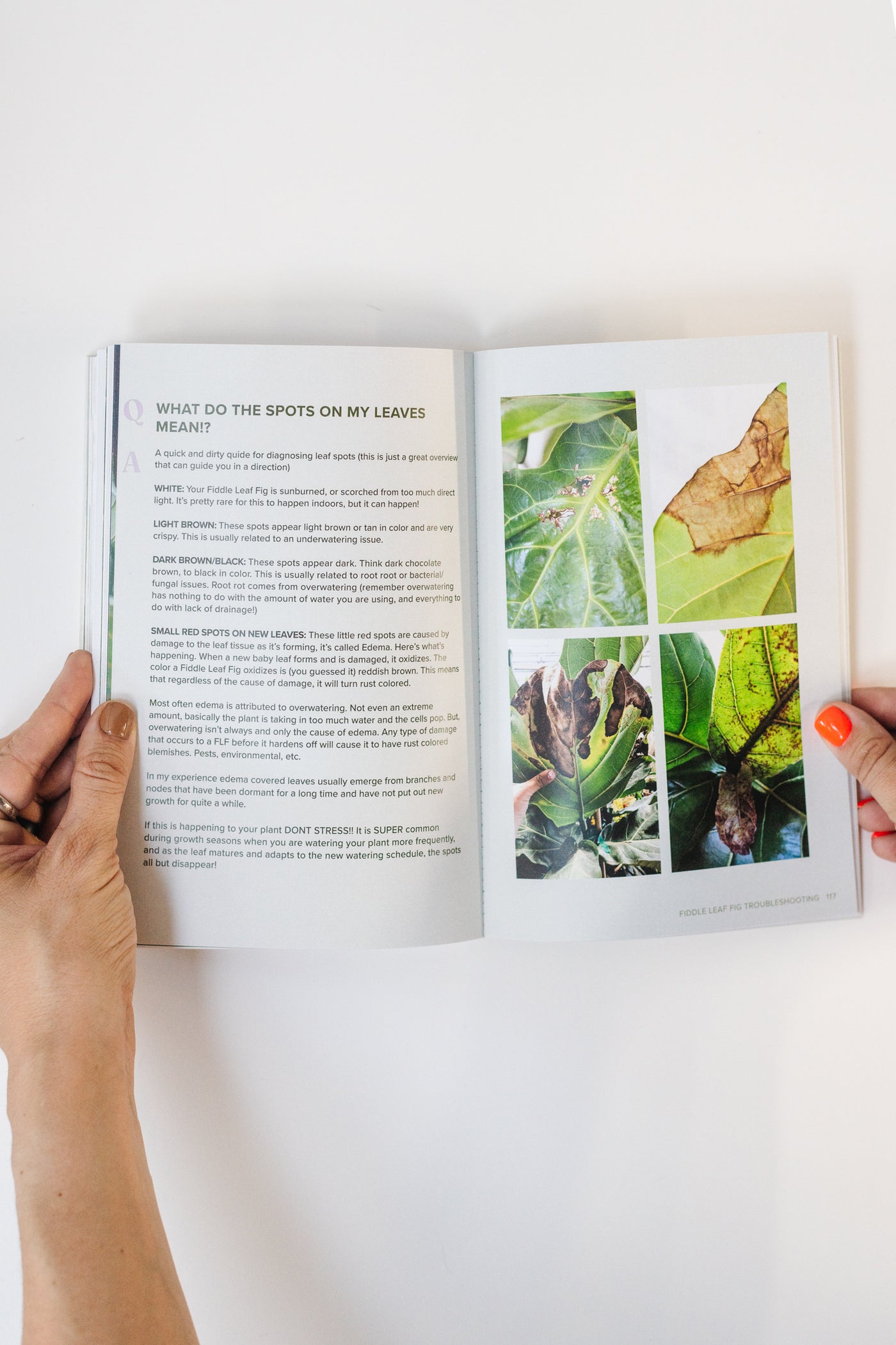Fiddle Leaf Fig Guide - Happy Happy Houseplant